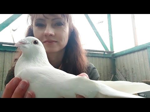 Видео: У Лены в голубятне