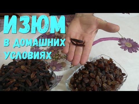 Видео: Изюм из Винограда в домашних условиях .