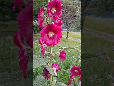 Видео: Прогулка . Швейцария.