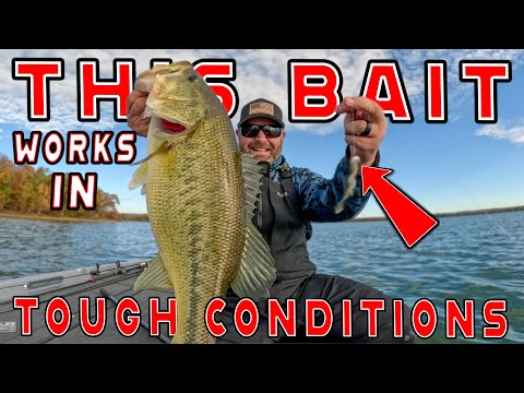 Видео: День рыбалки на окуня! БОЛЬШОЙ БОЛЬШЕРОТЫЙ ОКУС в условиях постфронтальной, холодной и ветреной п...