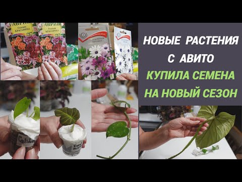 Видео: Посылки с растениями с АВИТО/Купила семена на новый сезон/Что приобрела в Садовом центре@SubTatiana