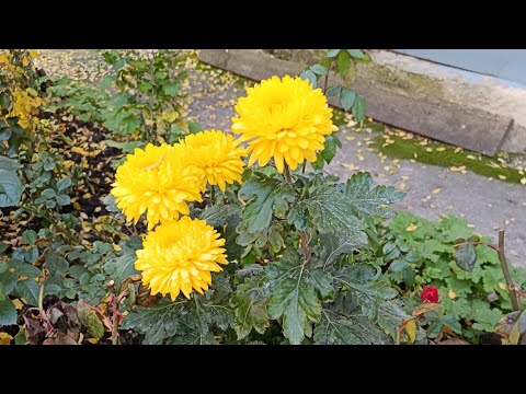 Видео: Практика концентрации на дыхании (для спокойствия), 8 ноября. Общение в комментариях. #медитация 