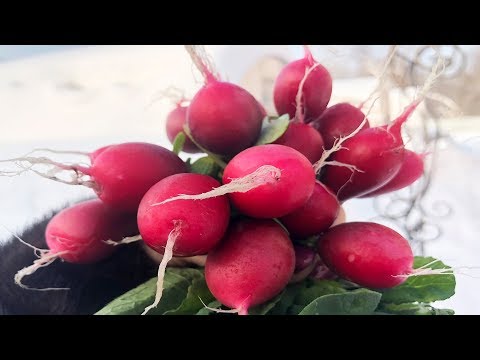 Видео: КАК ВЫРАСТИТЬ РЕДИС В ЯНВАРЕ!!!ПРОЩЕ НЕ БЫВАЕТ!