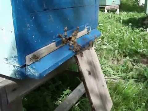 Видео: Пчеловодство. Трутовка - задачка и решение.