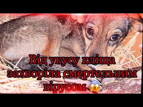 Видео: СОБАКА ВІД УКУСУ КЛІЩА ЗАХВОРІЛА СМЕРТЕЛЬНИМ ВІРУСОМ😱 ЧИ ВИЖИЛА ВОНА? ЧИМ ЛІКУВАТИ???