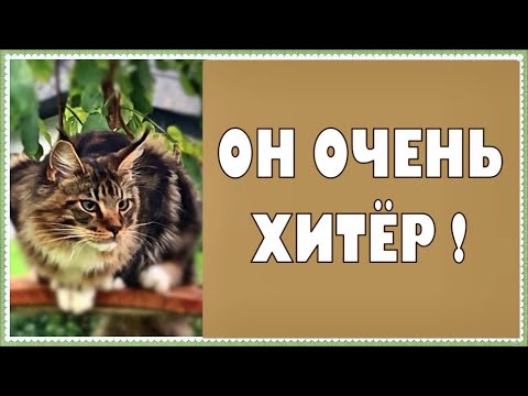 Видео: Котята мейн куны - 31. Котик Арчик и его приколы