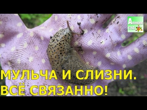Видео: СЛИЗНИ И МУЛЬЧА всё связано!!!  🐌