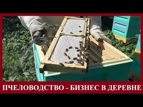 Видео: ПЧЕЛОВОДСТВО - ПРИБЫЛЬНЫЙ БИЗНЕС В ДЕРЕВНЕ И НА СЕЛЕ. Производство сотового мёда