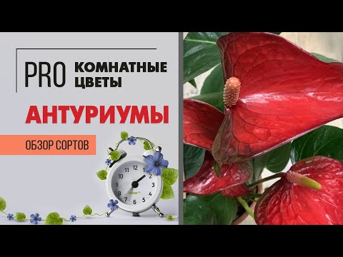 Видео: Антуриумы  | обзор сортов | Какие еще бывают антуриумы