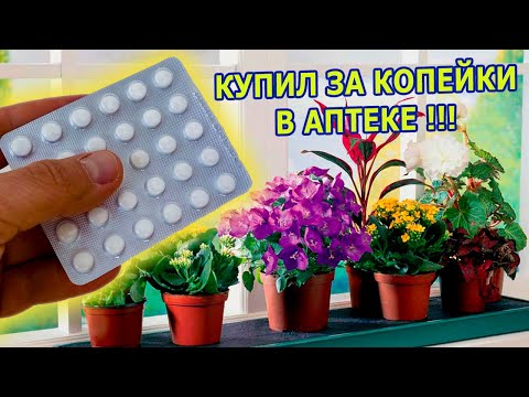 Видео: 1 ТАБЛЕТКА НА ЛИТР ВОДЫ И КОМНАТА ПРЕВРАТИЛАСЬ В ЦВЕТУЩИЙ САД. ПОДКОРМКА КОМНАТНЫХ РАСТЕНИЙ ЗИМОЙ.