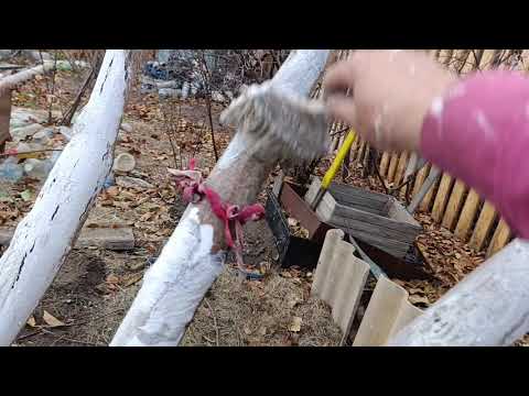 Видео: Побелка плодовых деревьев.30.10.25.Сев.Каз.