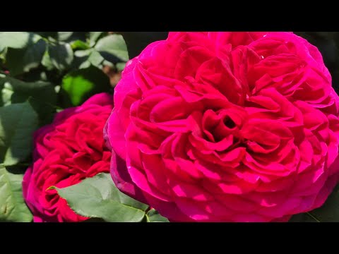 Видео: РОЗЫ НЕ БУДУТ БОЛЕТЬ! СДЕЛАЙТЕ ЭТУ ОБРАБОТКУ ПОСЛЕ ОТКРЫТИЯ.