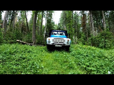 Видео: В Сибирскую тайгу на ЗИЛ-130, разведка урожая кедровой шишки, турбо-дизель по лестным дорогам Д-245