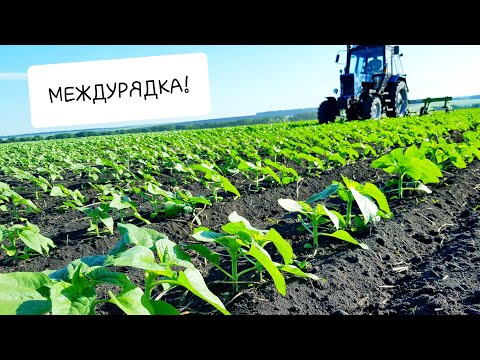 Видео: Послевсходовый гербицид на подсолнечник/Междурядная культивация/Гибриды: Белла, Авалон, Тор+, Фалкон