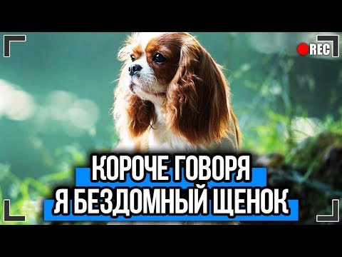 Видео: КОРОЧЕ ГОВОРЯ, Я БЕЗДОМНЫЙ ЩЕНОК [От первого лица] КОРОЧЕ ГОВОРЯ, ИСТОРИЯ ОДНОЙ ЖИЗНИ...