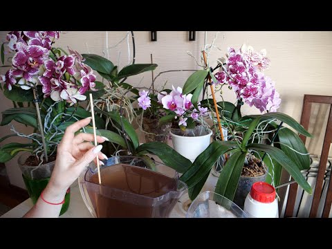 Видео: Результаты 50 на 50. "Фи" или временный скепсис. Полив орхидей с удо и без.