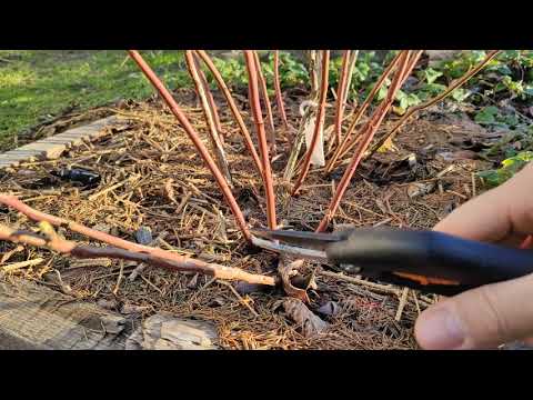 Видео: Резитба на американски боровинки част 2