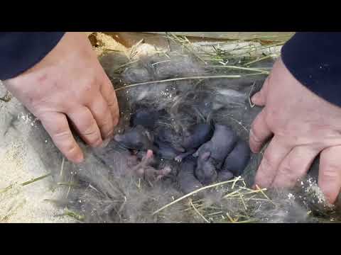 Видео: Крольчиха родила , мои действия!