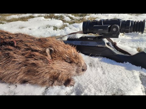 Видео: Бобриная СТРУЯ на вес ЗОЛОТА. Охота на бобра c Arcon ARMA.