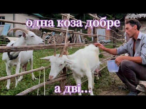 Видео: Купили хату в селі за 4000$. Купили ще одну козу.