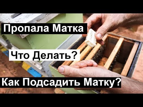 Видео: Пасека #90 Пропала матка |  Как подсадить Матку? Что делать? | Пчеловодство для начинающих