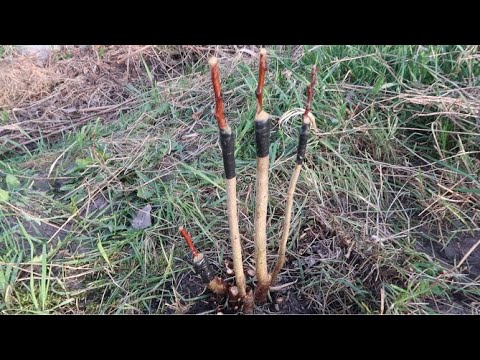 Видео: Как привить персик на сливу