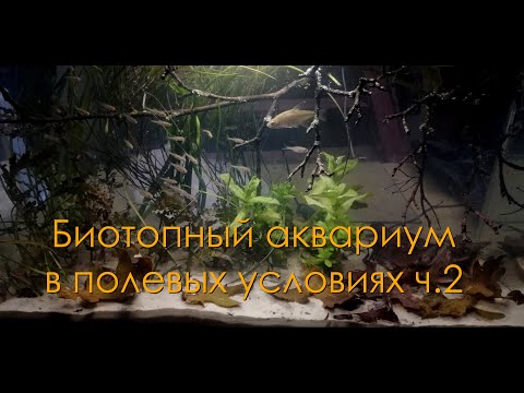 Видео: Биотопный аквариум в полевых условиях ч. 2