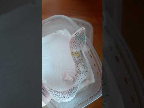 Видео: Эублефары линии Мак Вайт гет Паттернлесс, этапы изменения окраски.