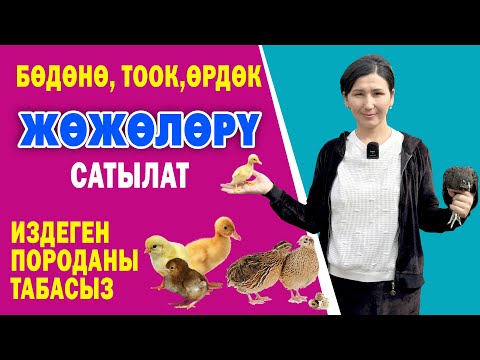 Видео: Арзан баада ЖѲЖѲНҮН түрү САТЫЛАТ ~ Бѳдѳнѳ, Ѳрдѳк, Тооктун ар кыл ПОРОДАСЫ бар ~ ЖЕМИ да бар