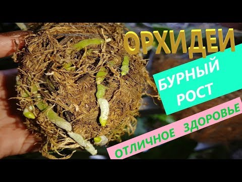 Видео: Ваши ОРХИДЕИ ПОПРУТ💐 💪 !!! МОЁ уникальное СРЕДСТВО⚡️