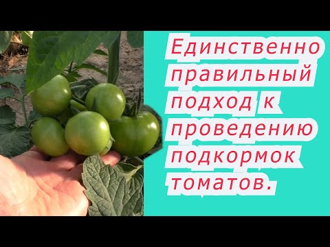 Видео: Не кормите томаты пока не посмотрите это видео!