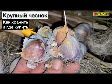 Видео: КАК ПРАВИЛЬНО ХРАНИТЬ ЧЕСНОК//Купить зимний чеснок Крупнозубковый