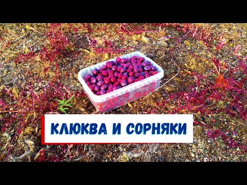Видео: Клюква крупноплодная не такая простая
