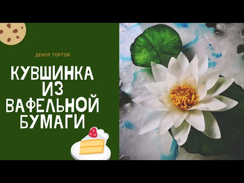 Видео: Кувшинка из вафельной бумаги