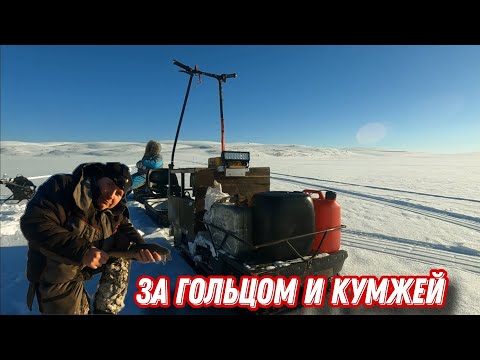 Видео: Ловля ГОЛЬЦА и КУМЖЫ зимой. На МОТОБУКСИРОВЩИКЕ в тундру КОЛЬСКОГО полуострова.