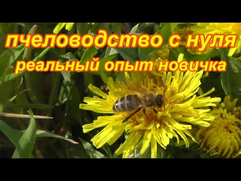 Видео: Пчеловодство с нуля, подведение итогов сезона. Без денежных вложений. Возможно ли это? Опыт новичка.