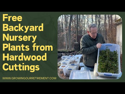 Видео: Бесплатные саженцы для садового питомника из черенков лиственных пород, часть 6