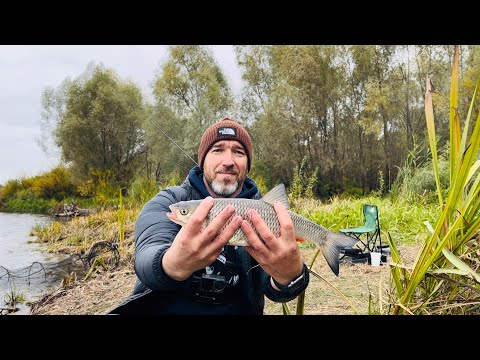 Видео: Осінній фідер у кінці жовтня 🐟! Риба ще клює, особливо плотва. Рибалка на Десні 2024. Пухівка.🎣