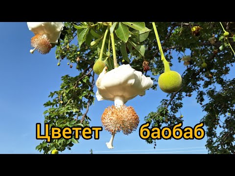 Видео: #33 Африканская деревня среди баобабов / Гана.