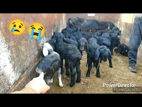 Видео: Эълон 📢 Нархи Букача, Барача, Гови гусоладор, Буз, Гусфанд, Гусола аник шуд.