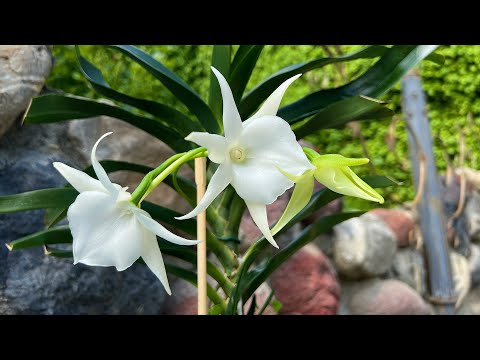 Видео: Angraecum Veitchii ? Angraecum Lady Lisa ? ☺️Цветение 2022. И новая орхидея в коллекции.