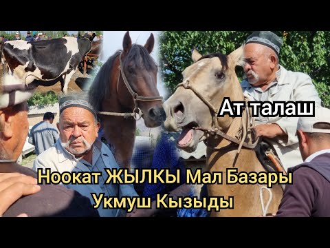 Видео: Ноокат ЖЫЛКЫ жана Чөп Мал Базары Укмуш арзандады Адыл ава 195миңге алды