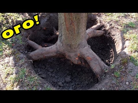 Видео: НЕРЕАЛЬНО ПОКОПАЛИ! НЕОЖИДАННЫЕ НАХОДКИ ПОД ДЕРЕВОМ И ЗАБОРОМ! В Поисках Клада от Влада!