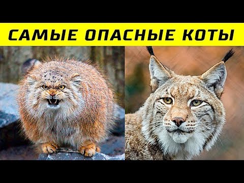 Видео: 10 Самых Опасных Пород Кошек в Мире