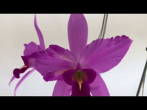 Видео: Laelia anceps , цветение, уход