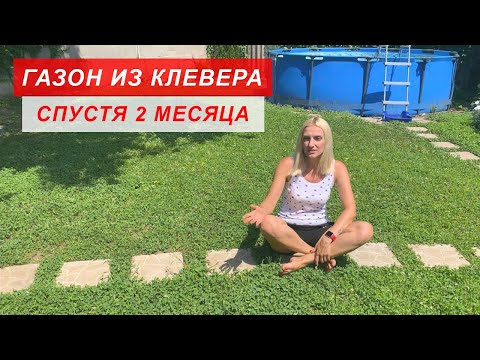 Видео: КЛЕВЕРНЫЙ ГАЗОН СПУСТЯ 2 МЕСЯЦА ☘️ Уход за газоном из клевера