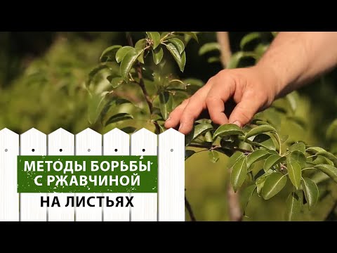 Видео: Советы по борьбе с РЖАВЧИНОЙ на листьях деревьев