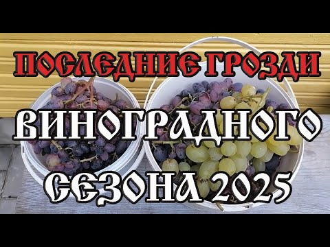 Видео: Последние грозди виноградного сезона 2025
