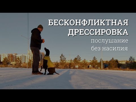 Видео: Собака захочет вас слушаться. Бесконфликтная дрессировка