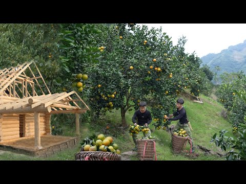 Видео: Собираю апельсины, иду на рынок, продаю, огород, выращиваю кольраби, цветную капусту, автономный дом